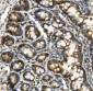 Anti-Hexokinase 1/HK1 Antibody Picoband™ (monoclonal, 4B7)